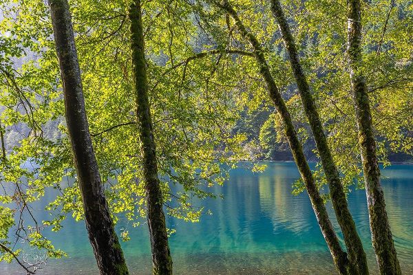 Washington State-Olympic National Park Alder trees on lake shore